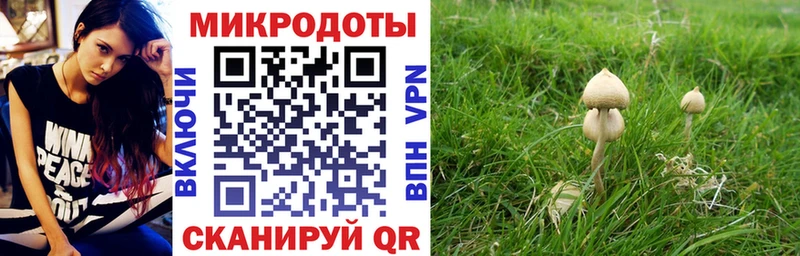 Галлюциногенные грибы Psilocybe закладка Инза